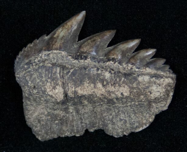 Fossil Cow Shark (Notorynchus) Tooth - South Carolina #12912
